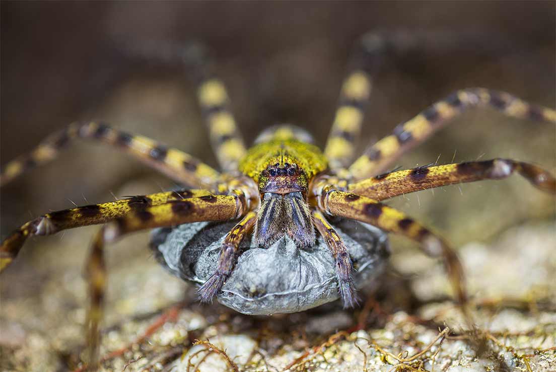 L’araignée Heteropoda sp protège ses œufs en confectionnant un cocon de soie