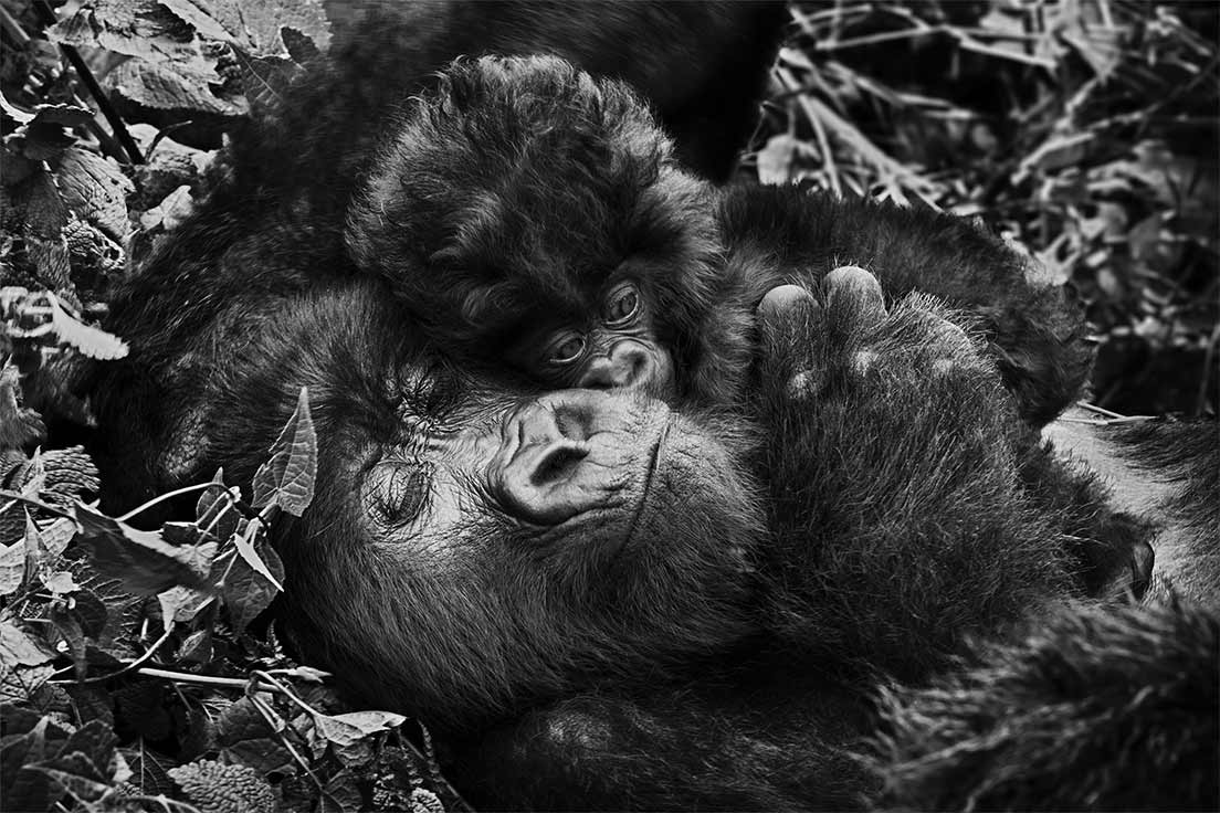 Un jeune gorille et un plus vieux font un calin