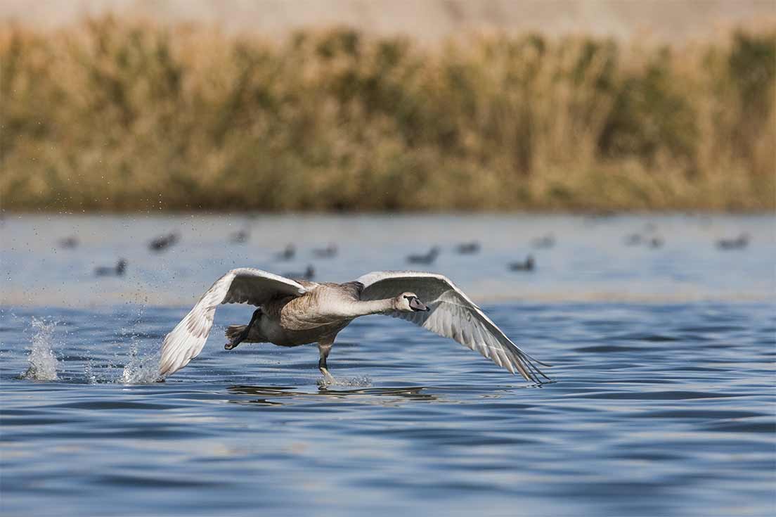 Un cigne tuberculé survolant la mer