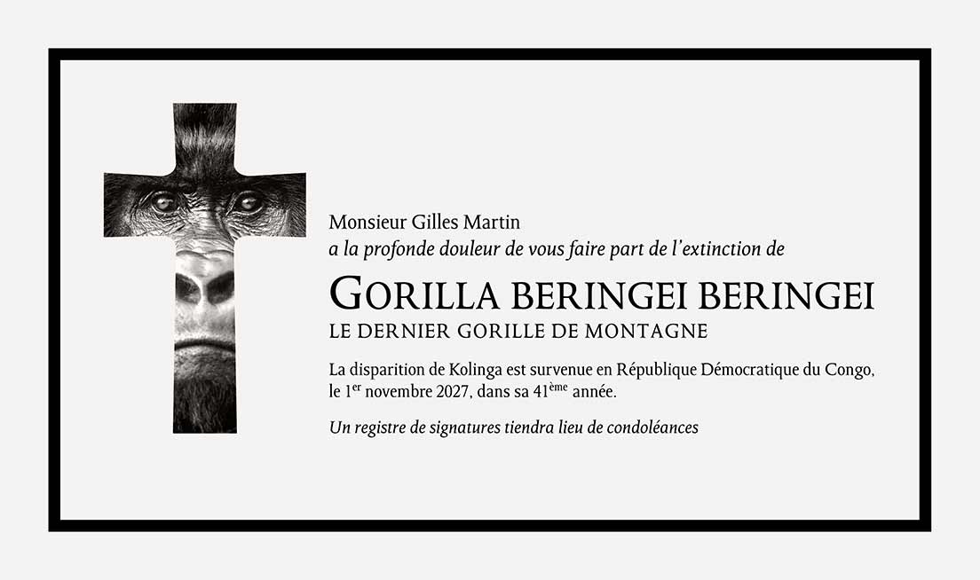 Faire-part du décès pour l’extinction du Gorilla Beringei Beringei en 2027