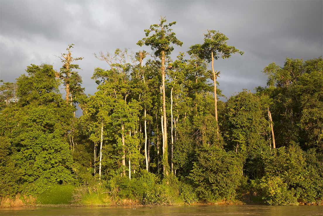 La forêt tropicale longeant le fleuve Kinabatangan