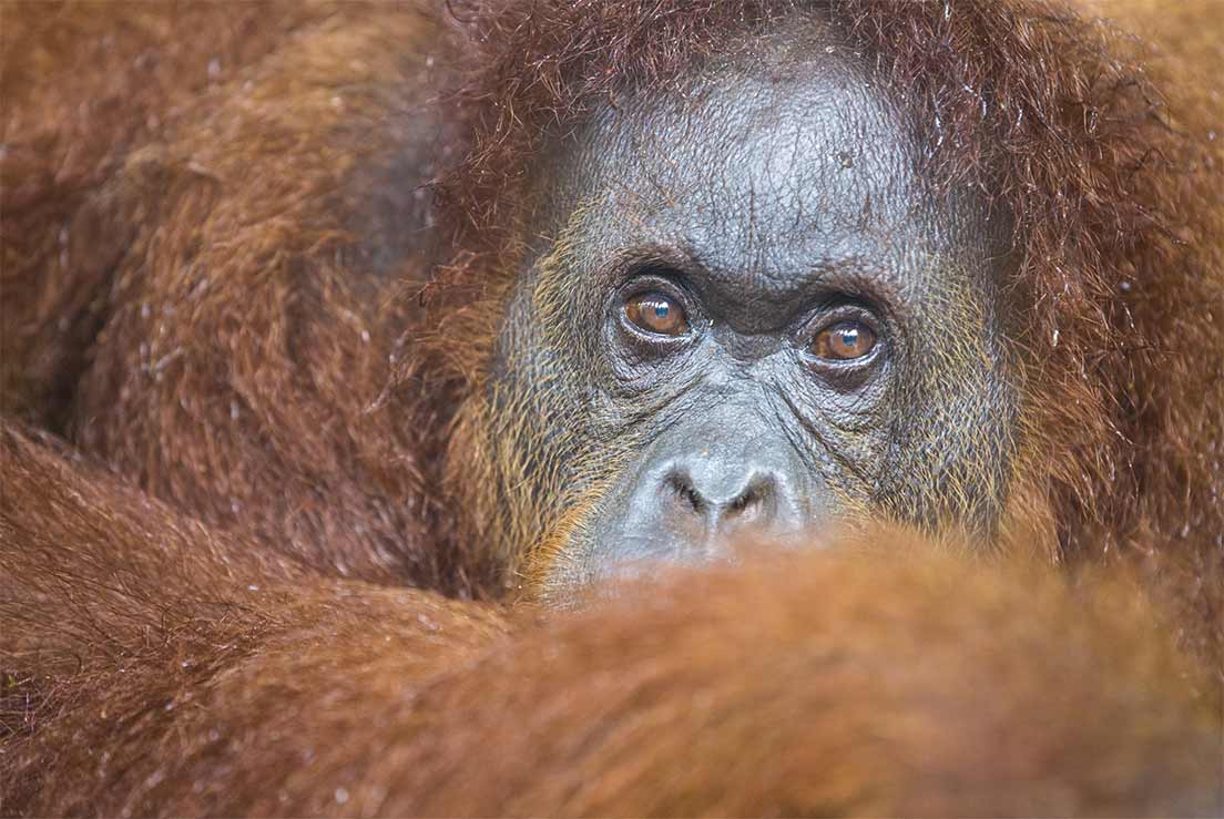 Gros plan sur un Orang-outan de Bornéo