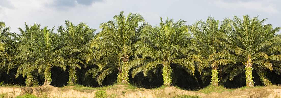 Un rangée de palmiers à huile