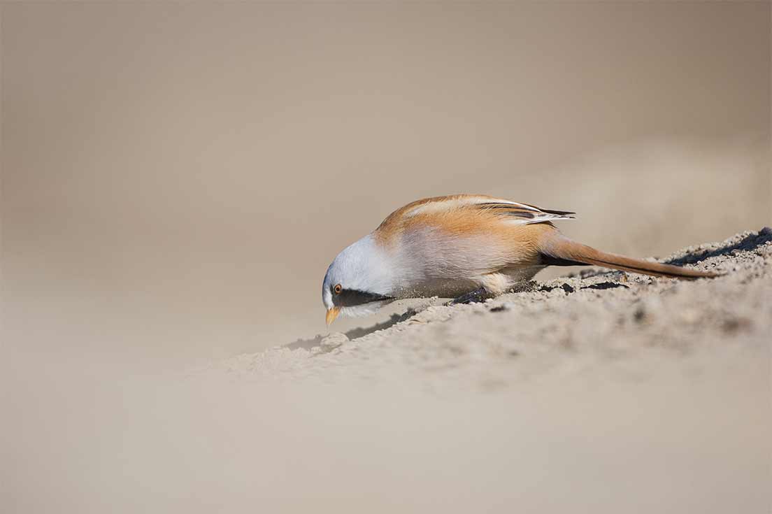 Photo d’un petit oiseau, le panure à moustaches