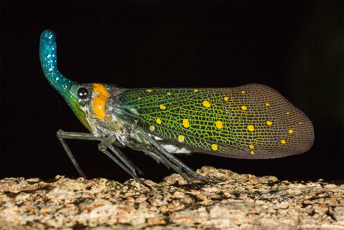 Le Pyrops sur l’écorce d’un arbre