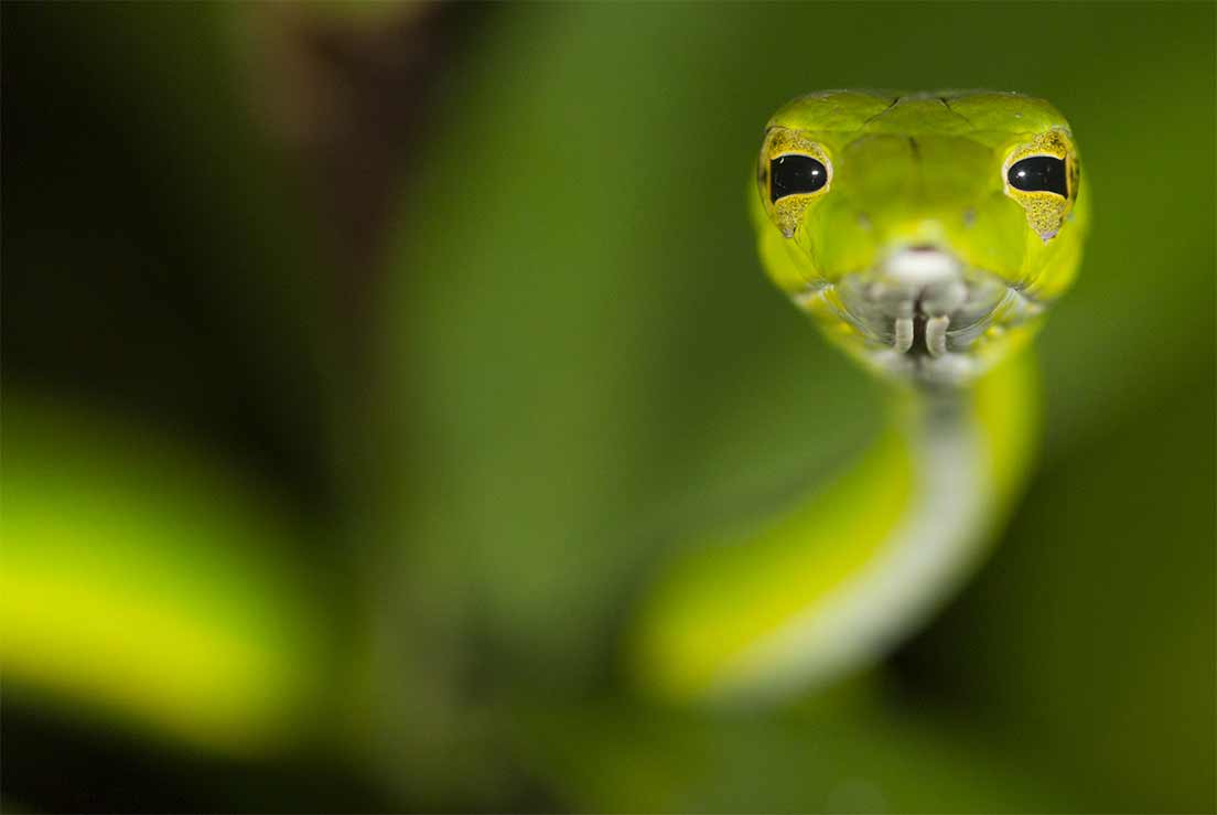 Le serpent liane se confond dans les arbres avec sa couleur verte