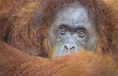 Photographie de Gilles Martin : Orang-outan, Bornéo.