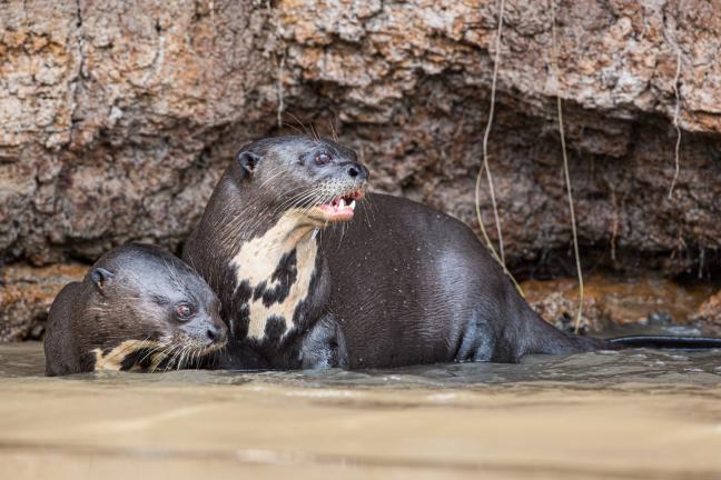 Loutre géante du brésil