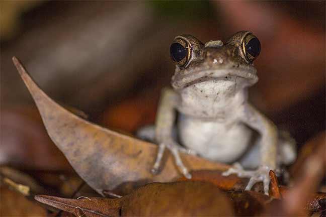 Photographie de Gilles Martin : Amphibien de Bornéo