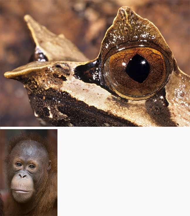 Photographies de Gilles Martin : Amphibien et singe de Bornéo