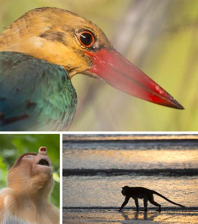 Photographies de Gilles Martin : Nasique et singe de Bornéo