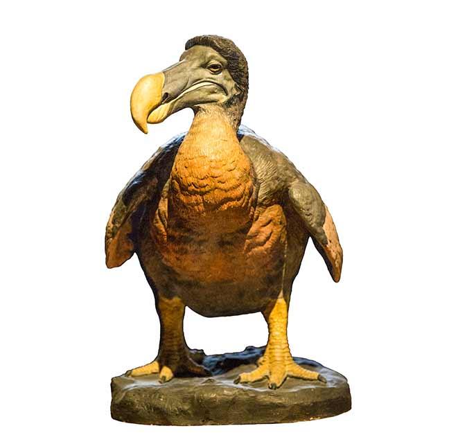 Une statue d’un Dodo, l’espèce animale disparue la plus emblématique.