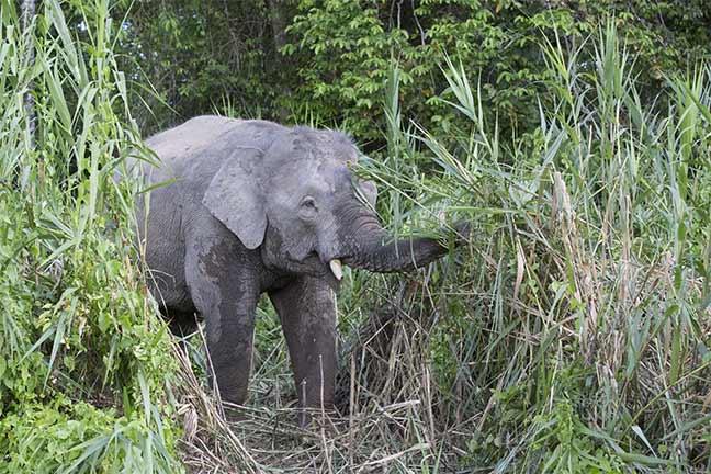 Photographs by Gilles Martin : Borneo pygmy elephant