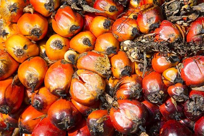 Photographie de Gilles Martin : Le fruit du palmier à huile (Elaeis guineensis).