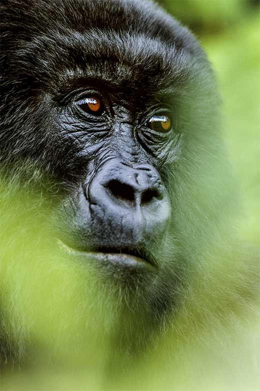 Portrait of a DRC montain gorilla