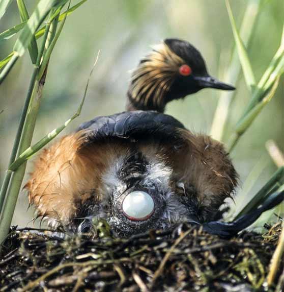 A black-necked grebe lay eggs in its nest