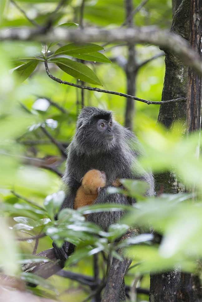 Photographie de Gilles Martin : Le Langur argenté de Bornéo