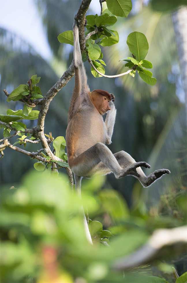 Photographie de Gilles Martin : L’emblématique Nasique (Nasalis larvatus), est un primate endémique à Bornéo.