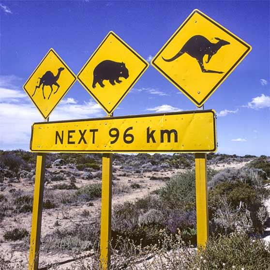 Panneaux prévenant de la traversée d’animaux tel que des kangourous ou wombats