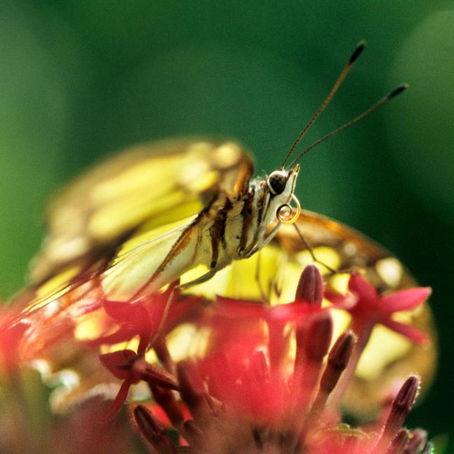 Photographie d’un magnifique papillon amazonien