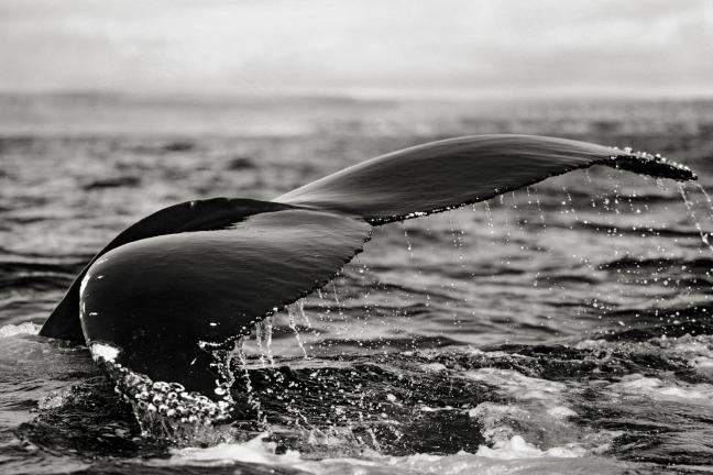Photographie de Gilles Martin : Baleine du Japon