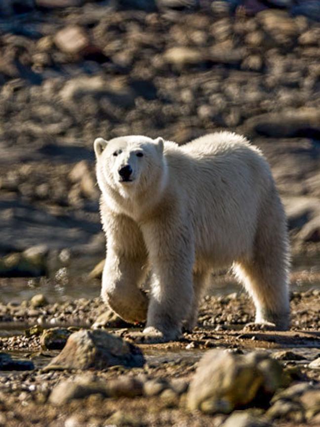 Photographie d'ours polaire de Charles Cherrier