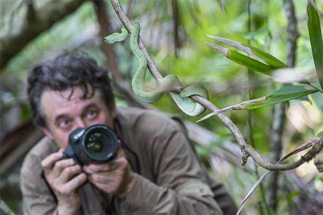 Photographie de Dany Grahek : Rencontre avec la Wagler’s Pit viper (Tropidolaemus wagleri).