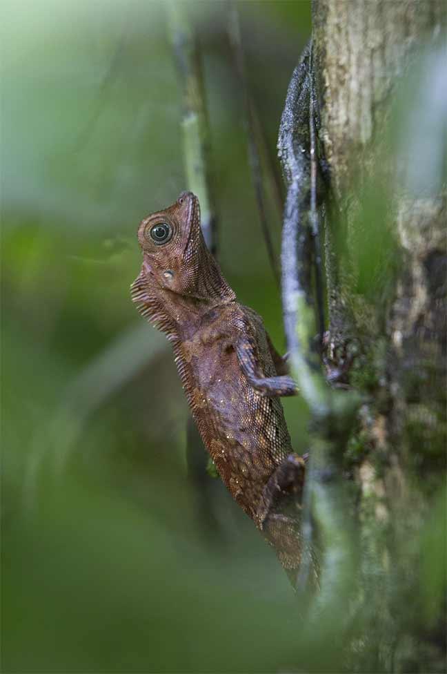 Photographie de Gilles Martin : Reptile de la famille des Agamidae (Gonocephalus bornensis), Bornéo.