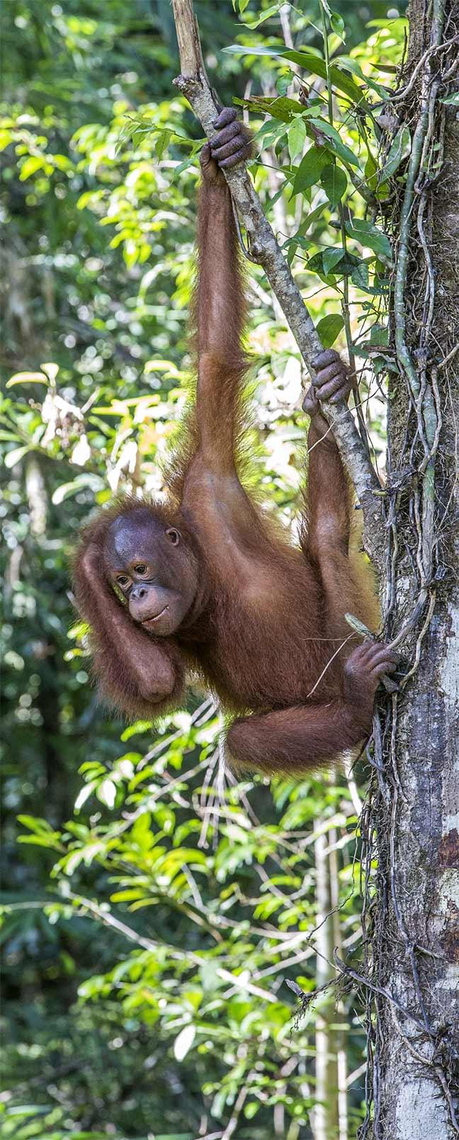 Un orang-outan accroché à une branche