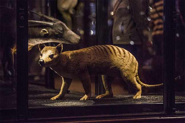 Stuffed Tasmanian tiger in a museum