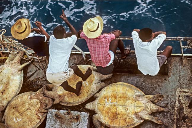 Photographie de Gilles Martin : Trafiquants de tortue de mer, Océan Indien.