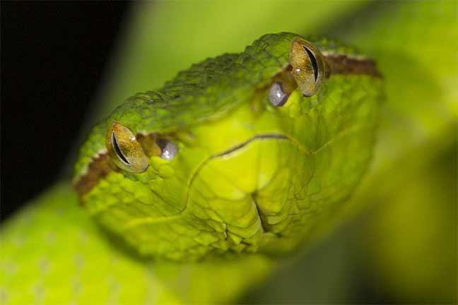 Photographie de Gilles Martin : Wagler’s Pit viper, île Bako, Bornéo