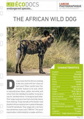 First page of The african wild dog