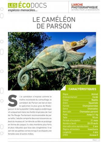 Première page de Le caméléon de Parson