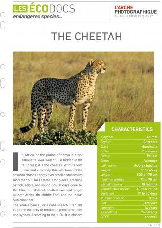 First page of The cheetah