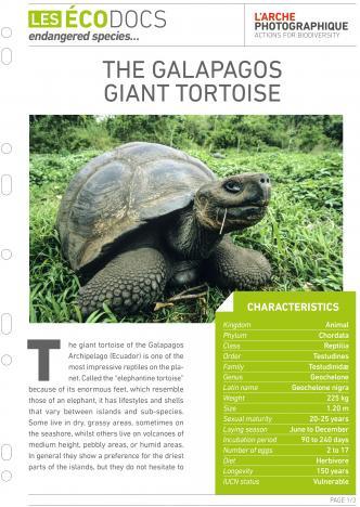 First page of The Galapagos giant tortoise