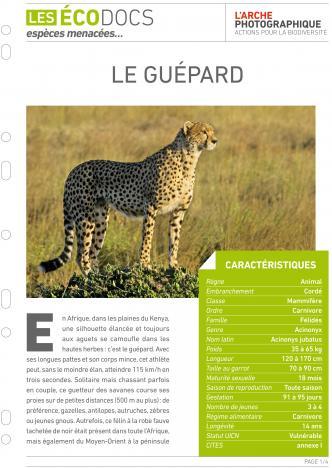 Première page de Le guépard