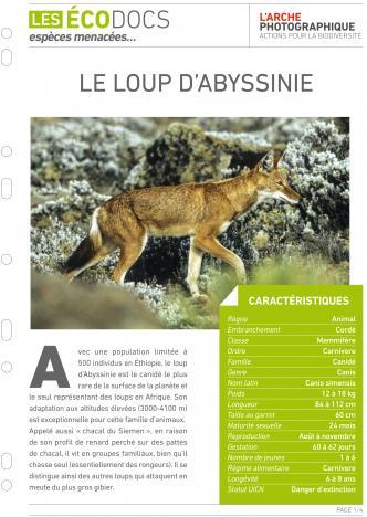 Première page de Le loup d’Abyssinie