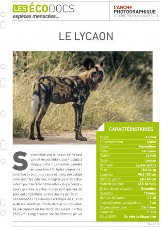 Première page de Le lycaon