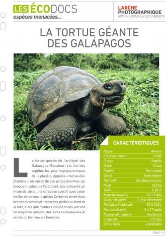 Première page de La tortue géante des Galapagos