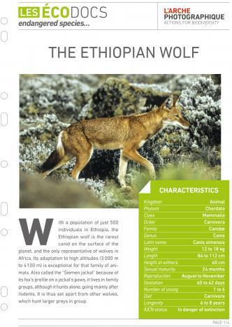 First page of The ethiopian wolf